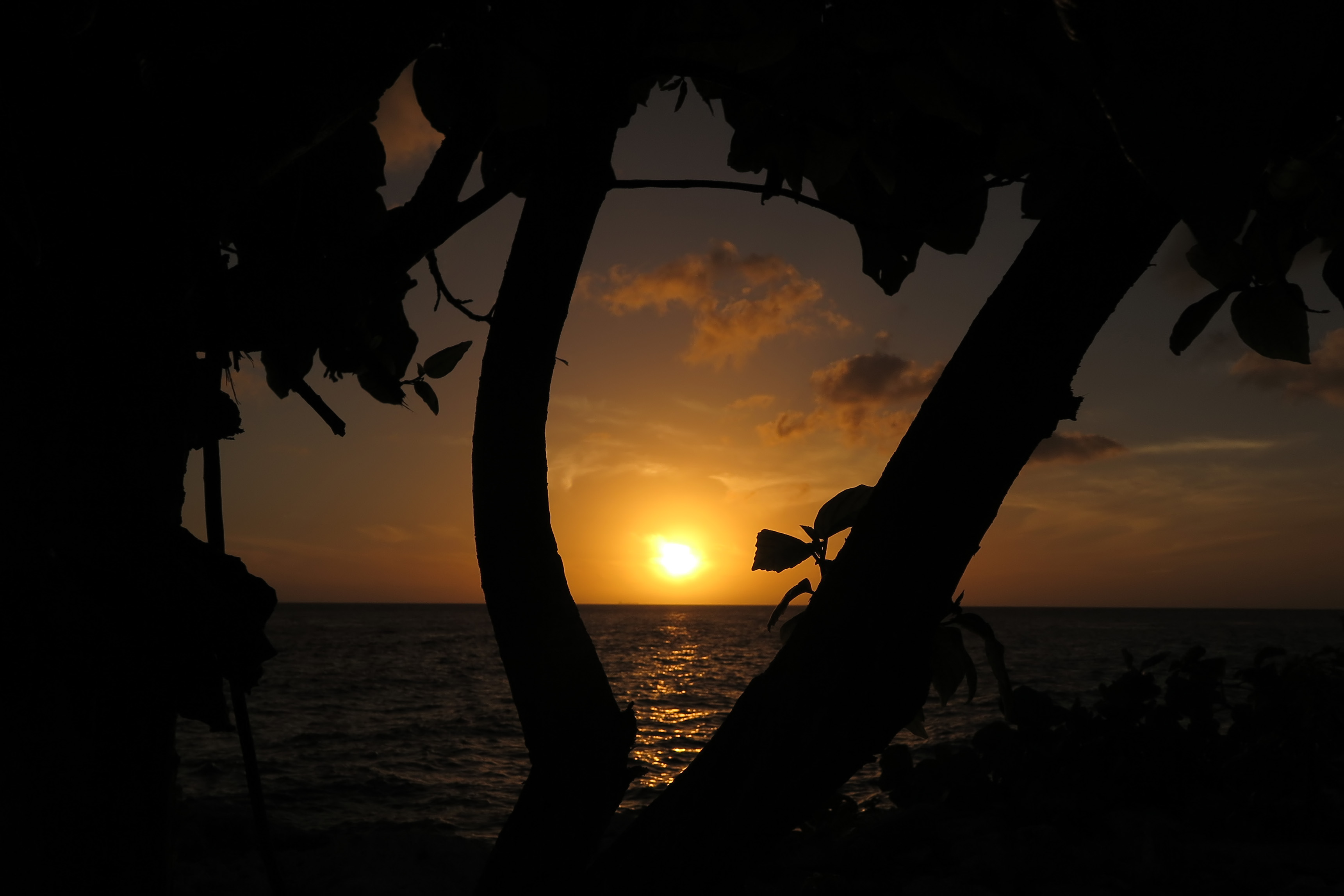 2018-01-23 - 18-23-25 - Sunset @ Sunset Rock mit Baum
